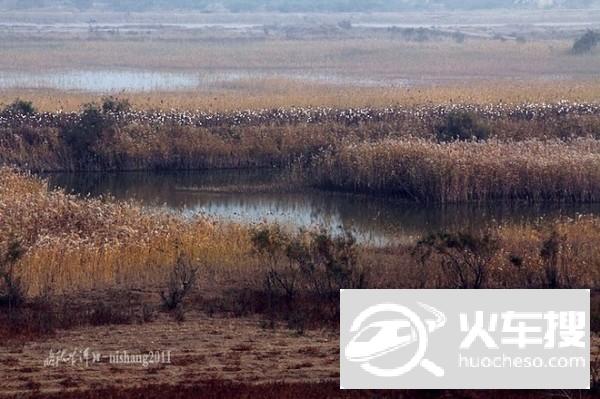 美丽的东营黄河口生态湿地——图文全记7