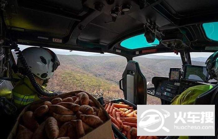 大火肆虐澳大利亚袋鼠挨饿 直升机向其投放胡萝卜和红薯1