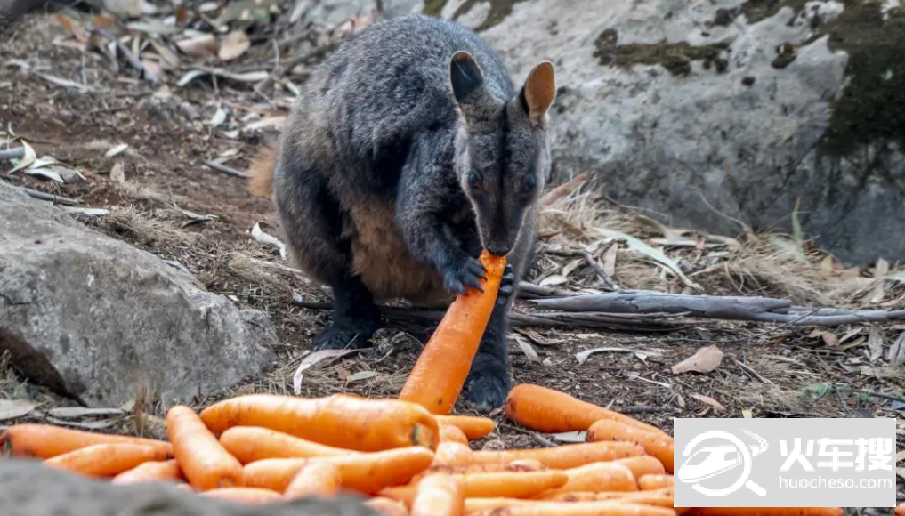 大火肆虐澳大利亚袋鼠挨饿 直升机向其投放胡萝卜和红薯5