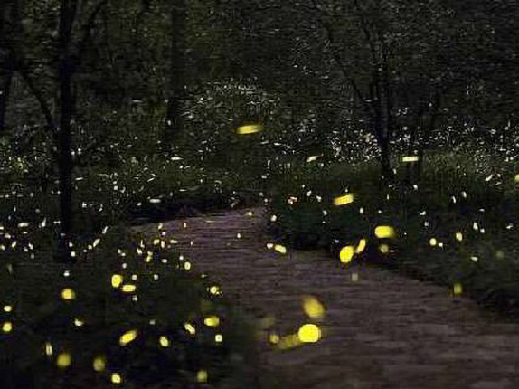 萤火虫之魔幻森林主题公园