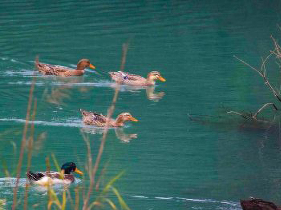 石阡鸳鸯湖国家湿地公园