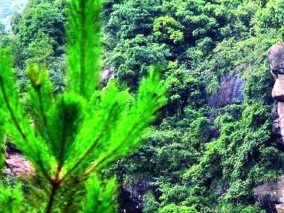 紫林山国家森林公园