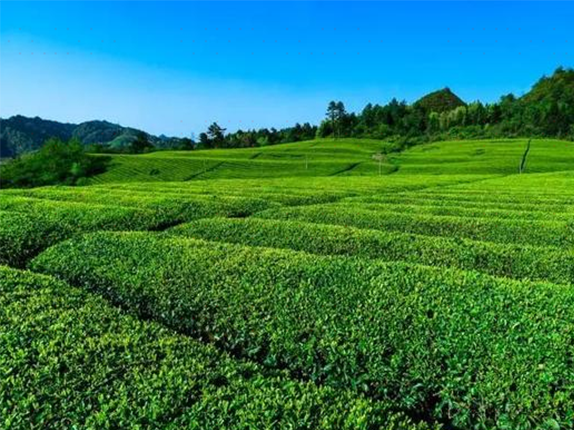 印江县洋溪茶场
