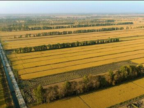 松粮集团中国北方粳稻种子硅谷