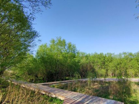 黄天荡湿地公园