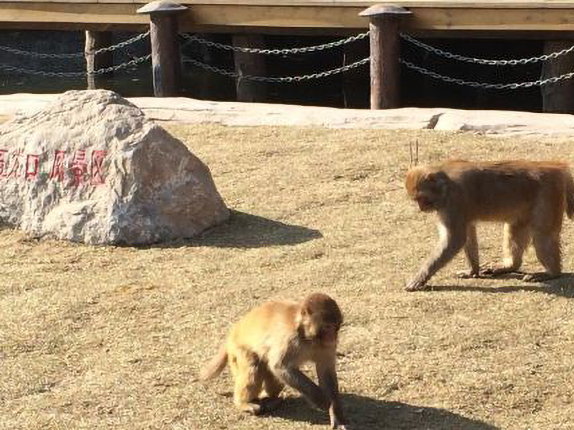 太行山猕猴国家级自然保护区