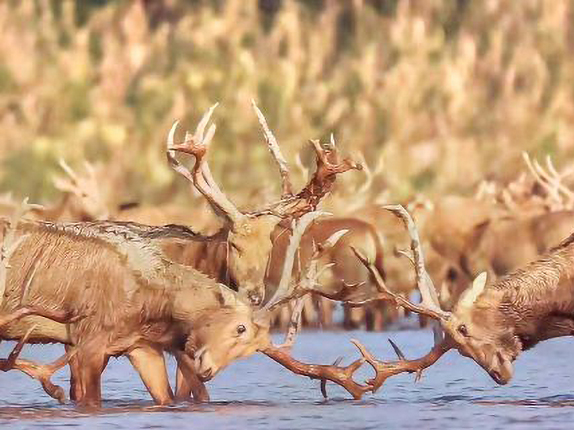 麋鹿国家级自然保护区