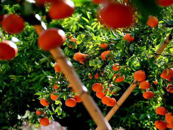崀山脐橙果园