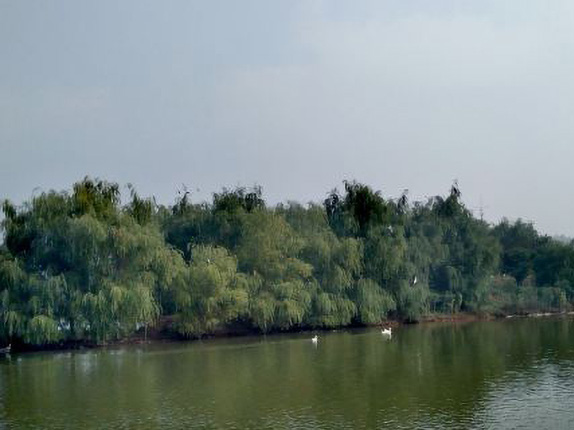 白鹭湿地公园