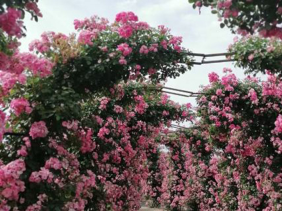 美林花卉植物园