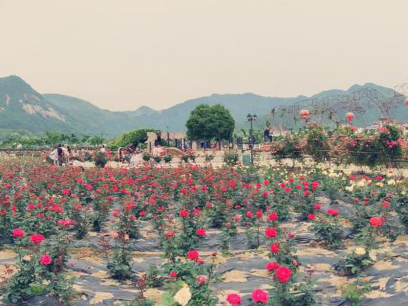 伊甸园玫瑰观光景区