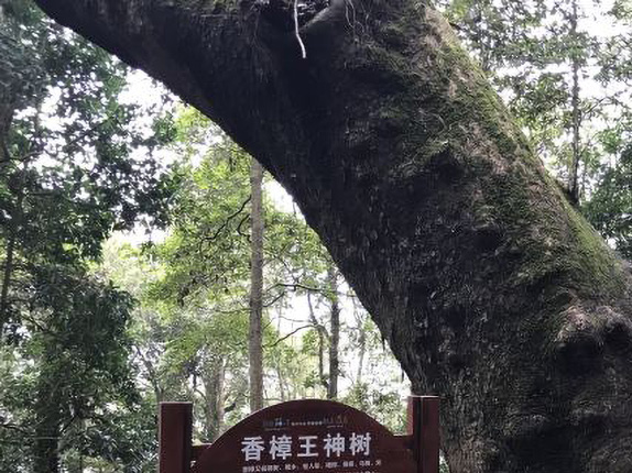 中国第一楠木林