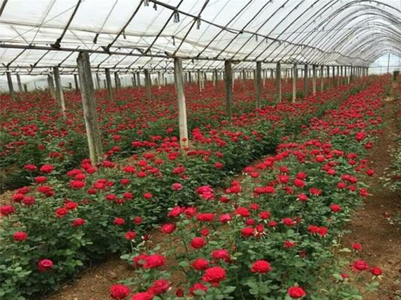 泽普县鲜切玫瑰花种植基地