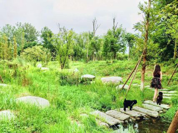 青龙湖湿地公园-观景台