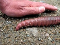 世界上最长的蚯蚓 世界上最长的蚯蚓长达一米？
