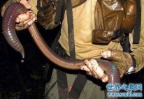 世界上最长的蚯蚓 世界上最长的蚯蚓叫吉普高地大蚯蚓身长可达一米它最早是在什么被发现的？