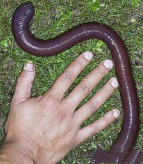 世界上最长的蚯蚓 世界上最长的蚯蚓有10米长吗？