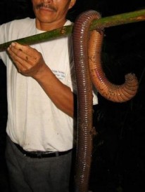 世界上最长的蚯蚓 超长的蚯蚓叫什么名