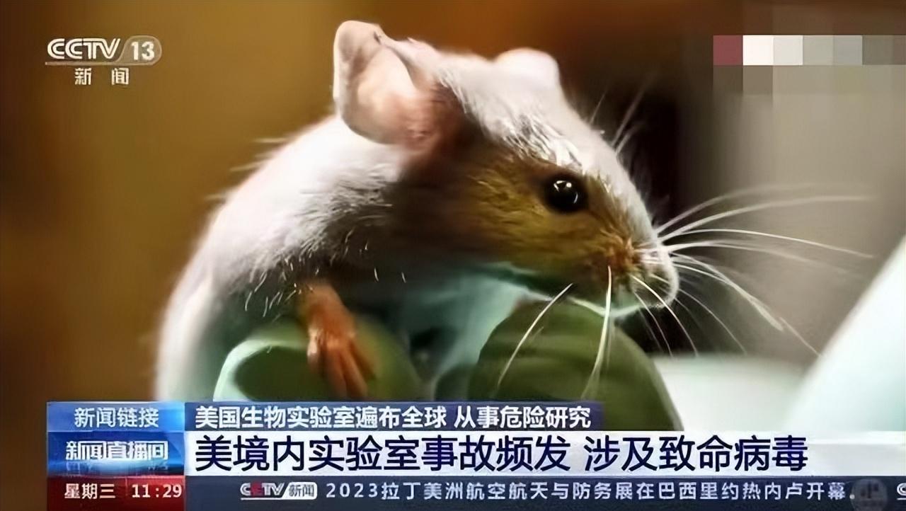 致命小白鼠逃出实验室，美国想祸害全人类？中国绝对不会