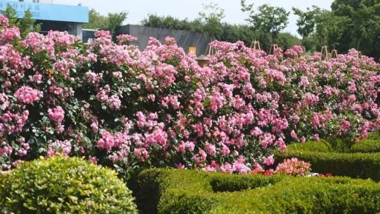 安吉拉月季进入盛放期,六月上旬将迎荷花季!赶快来世纪公园赏花吧