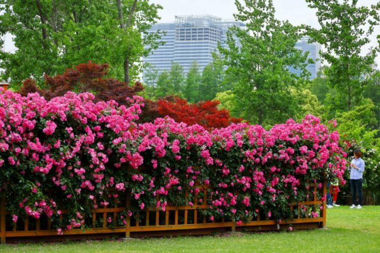 安吉拉月季进入盛放期,六月上旬将迎荷花季!赶快来世纪公园赏花吧