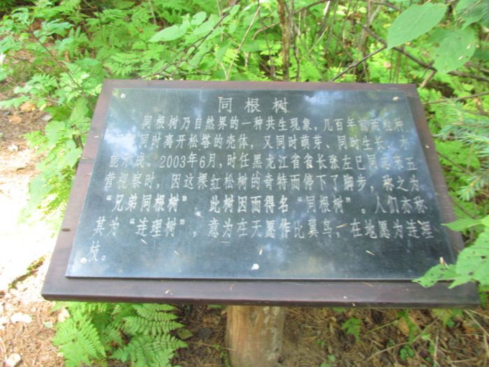 黑龙江省伊春市五营森林公园  汤旺河石林 茅兰沟景色19
