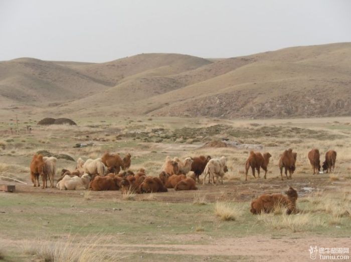 【内蒙古旅游攻略】追寻三毛的灵动~~塞北沙漠，大漠草原9