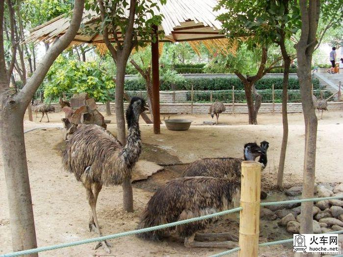 郑州动物园游记4