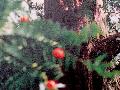 国家一级保护植物―千年红豆杉