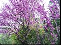 紫荆花园