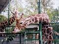 上海动物园：长颈鹿馆