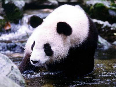 佛坪大熊猫保护区