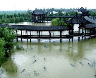 中国扬子鳄村