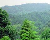 徐家山国家级森林公园
